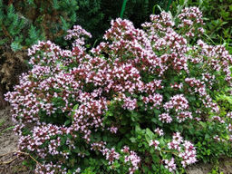 Душица (Орегано) - Долина роз фото 2