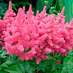 АСТИЛЬБА Катлея Разбор 2/3 n Кол-во упак., шт 1