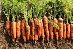 Морковь КРАСНАЯ ЗВЕЗДА® F1 - Уральский дачник фото 4