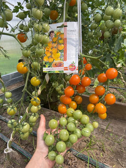 Томат ДУБЛОН ЗОЛОТОЙ коллекция Татьяны Штайнерт Авторская селекция - Уральский дачник фото 4