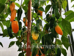 Перец сладкий Кеша - Партнер фото 4