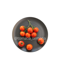 Амурский тигр - Tomatia фото 2