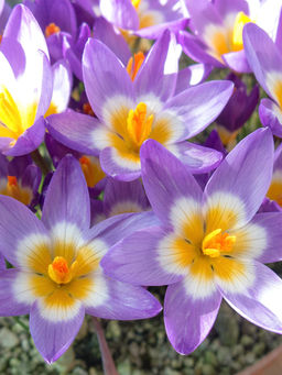 Крокус Триколор (Зибера)