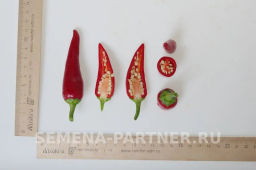 Перец острый Стаси - Партнер фото 6