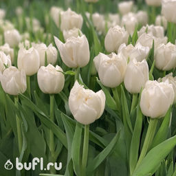 Тюльпан Northcap (5 луковиц) - Bufl фото 2
