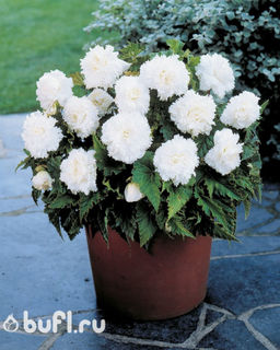 БЕГОНИЯ Бахромчатая Белая Разбор 5/6 Кол-во упак., шт 3