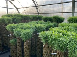 Живое плетёное дерево, высота 100 см - No name фото 5