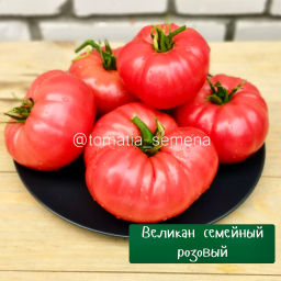 Великан семейный розовый