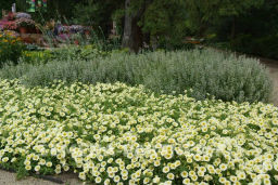 Петуния Изи Вэйв Еллоу каскадно-ампельная - Партнер фото 3