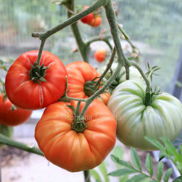 Жар горящие угли