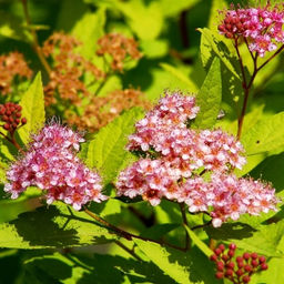 Спирея японская Голд маунд 1 год ЗКС тара 0,5л высота 5-15см.