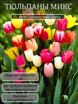 Тюльпаны смесь сортов 10шт - Долина роз фото 2