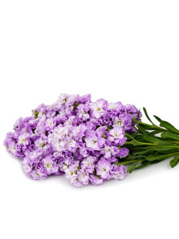 Маттиола срезочная махровая Бьютифул Парфюм Лайлек Тайм - Партнер фото 4