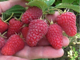 Малина Пшехиба крупноплодная (коробка) 1шт