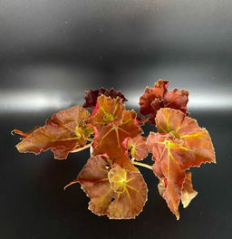 Бегония Марта Стюарт, горшок D12