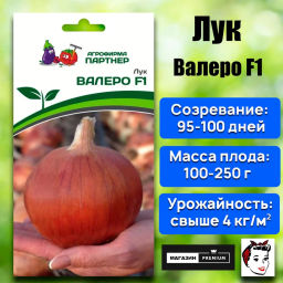Лук репчатый Валеро - Партнер фото 2
