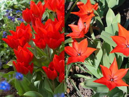 Тюльпан Цваненбург Вэрайети