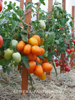 Томат Фараденза - Партнер фото 4