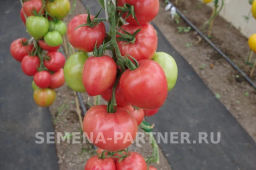 Томат Малиновая Империя - Партнер фото 7