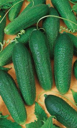 Огурец КЛАВДИЯ УД F1  Скороспелый, самоопыляемый гибрид со стабильно высокой урожайностью! Без горечи!