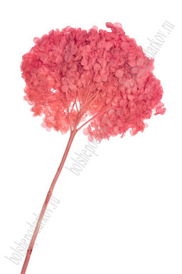 Сухоцветы декоративные 60 см "Гортензия" (SF-2838) коралловый