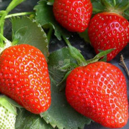 Клубника Клери