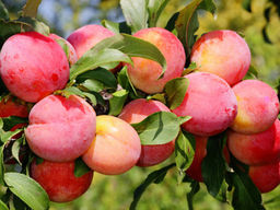 Алыча Десертная розовая