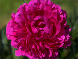 Пион Kansas (Канзас)