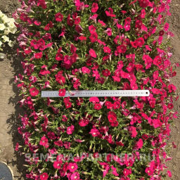 Петуния Амбре Розетта каскадная розовая - Партнер фото 5