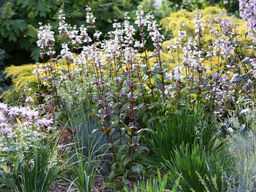 Пенстемон Хаскер Ред - Долина роз фото 3