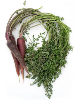 Морковь Пёрпл Сан - Партнер фото 6