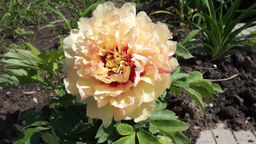 ПИОН Ито Кенери Брилиантс Разбор 2/3 n Кол-во упак., шт 1