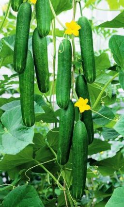 Огурец ДЖИГИТ F1 Плоды длительно хранятся после сбора! Женского типа цветения! Устойчив к болезням!