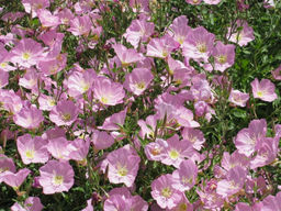 Энотера розова