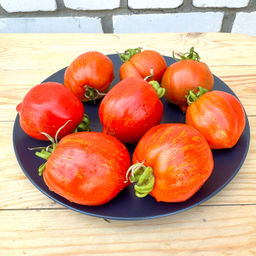 Кирпичная груша Алмейра НОВИНКА 2025 года!