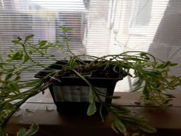 Очиток Миддендорфа Вариегата