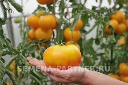 Томат Азоюшка - Партнер фото 6
