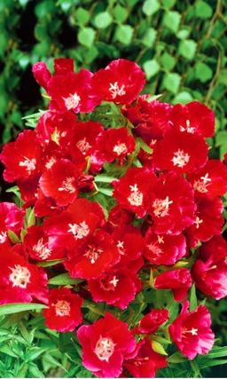 Годеция КРАСНЫЙ ЗАКАТ Крупноцветковая