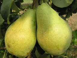 Груша Урожайная