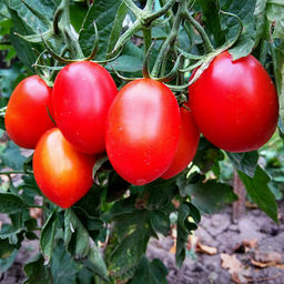 6235U Томат Ирэн F1 5шт