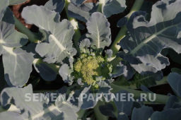 Капуста брокколи Грин Мэджик - Партнер фото 4