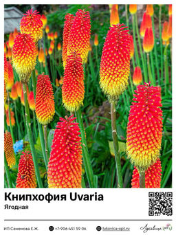 Книпхофия Uvaria (Ягодная)