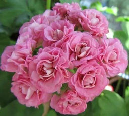 Пеларгония Розебудная розовая