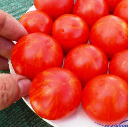 Помидоры - Norwood Meiners - Норвуд Майнерс