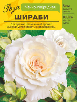 Роза Шираби (Японская/Чайно-гибридная) С ЦВ.НАКЛЕЙКОЙ 1шт