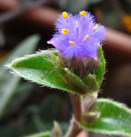 Сомалийский цианотис (черенок 5-7 узлов)