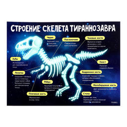 Набор для опытов Эпоха динозавров, скелет тираннозавра - Эврики фото 7