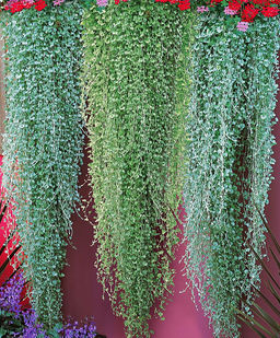 Дихондра Изумруд