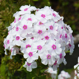 ФЛОКС Граф Цеппелин Разбор I Кол-во упак., шт 2