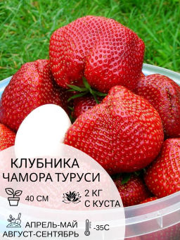 Клубника Чамора Туруси